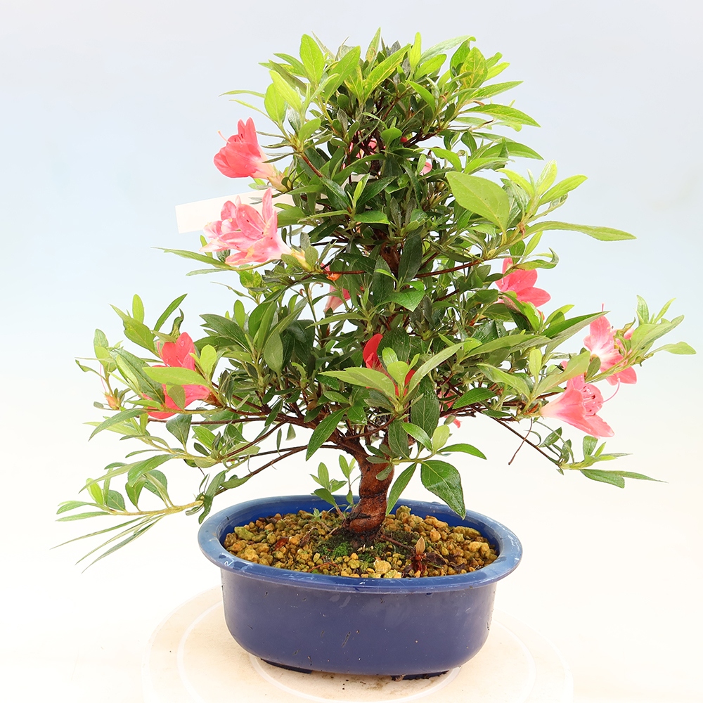 Bonsai für draußen - Japanische Azalee - Azalee Beniko
