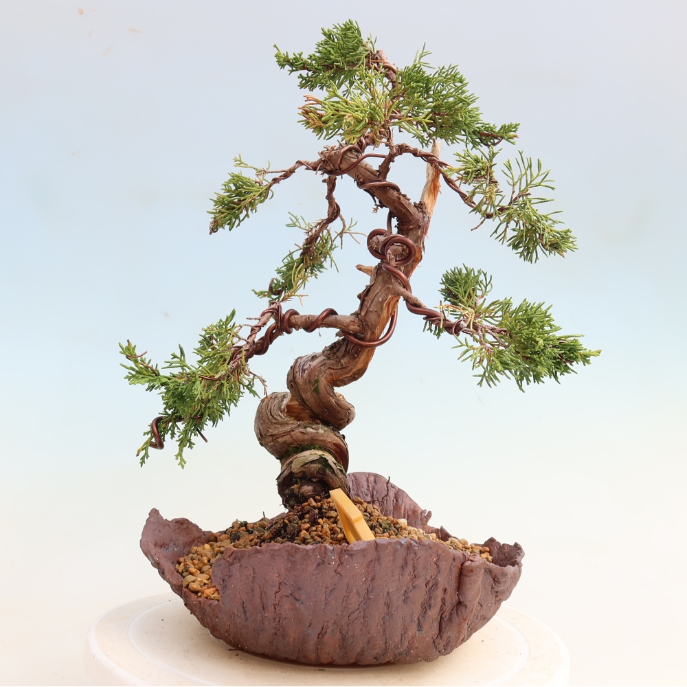 Bonsai für draußen - Juniperus chinensis Itoigawa-Juniperus chinensis