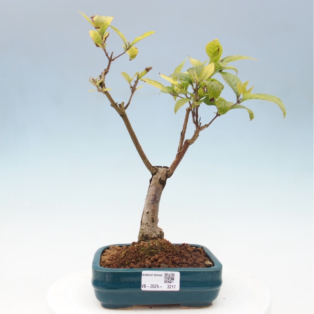 Bonsai für draußen - Callicarpa japonica