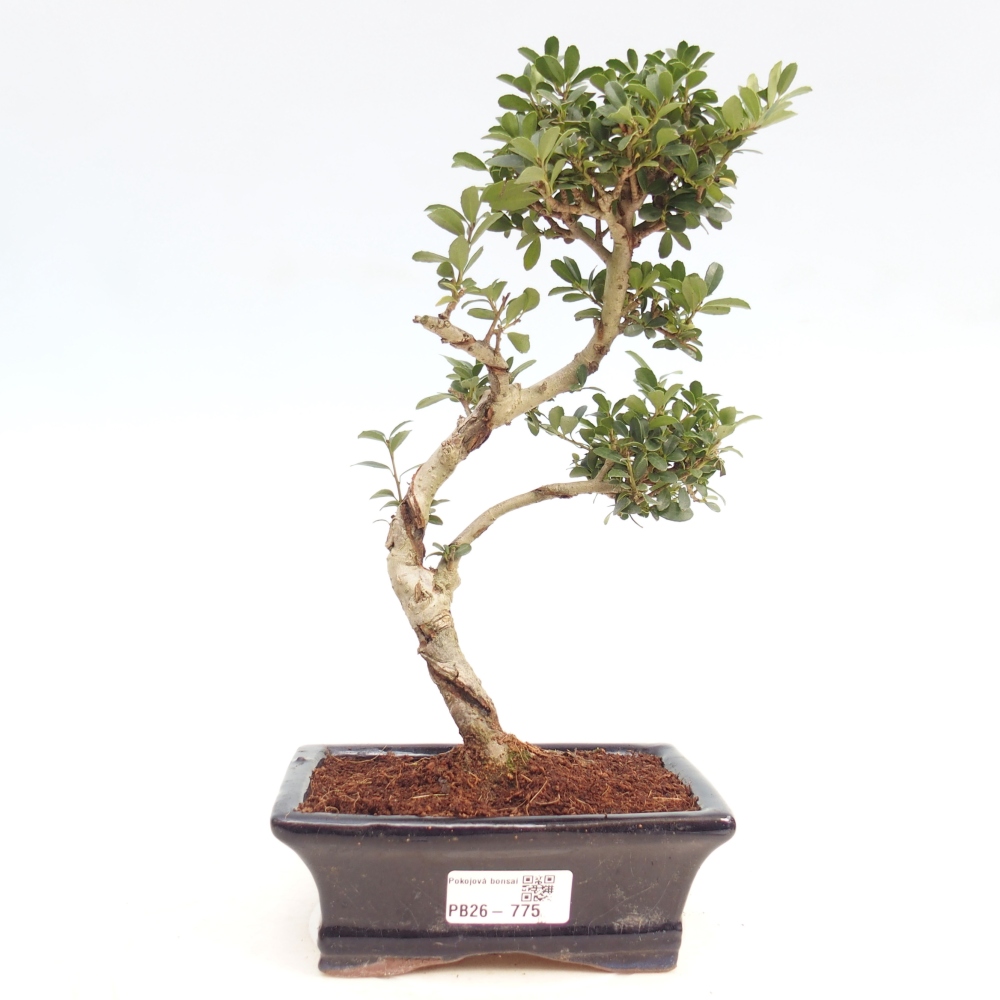 Zimmer Bonsai - Ilex crenata - Stechpalme