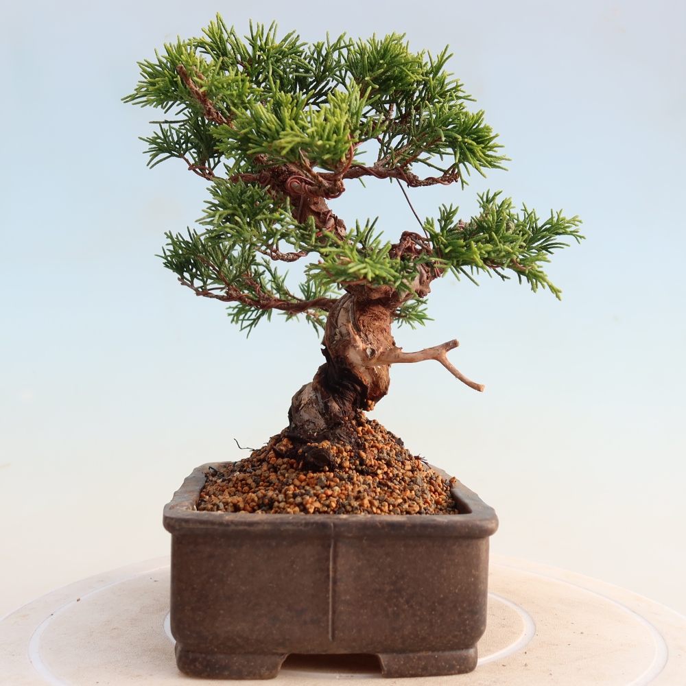 Bonsai für draußen - Juniperus chinensis Itoigawa