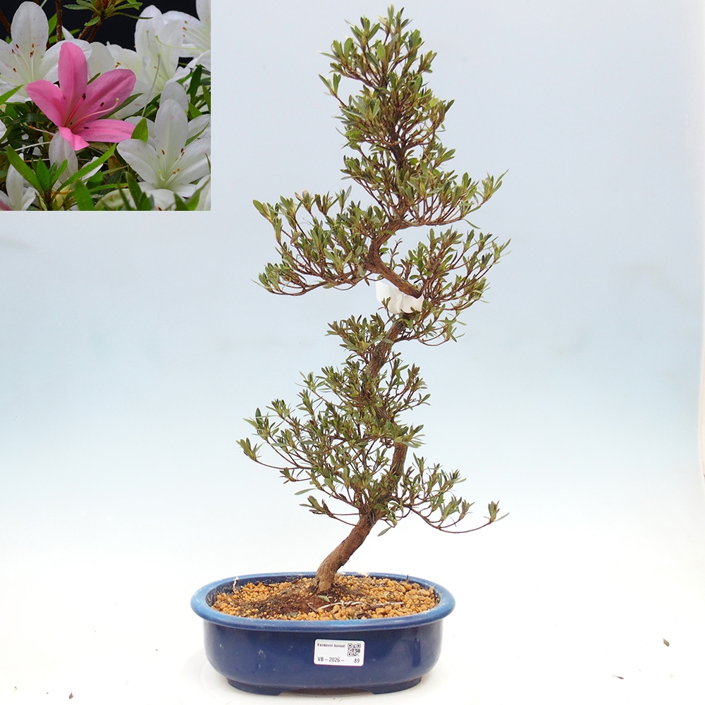 Bonsai für draußen - Japanische Azalee - Azalea Hakurin