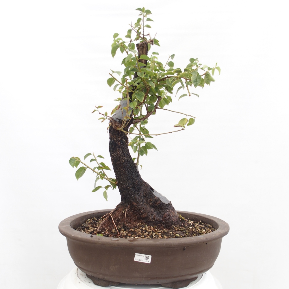 Bonsai für draußen - Mahalebka - Prunus mahaleb
