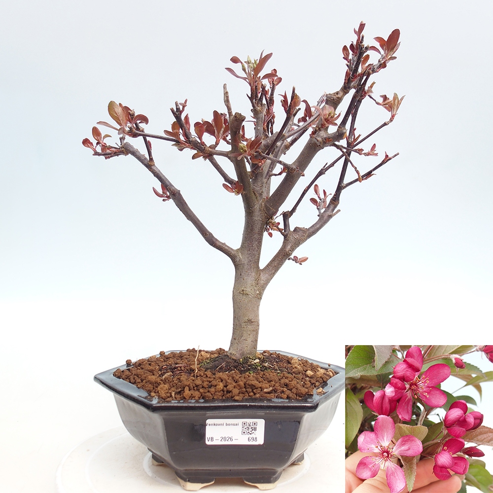 Outdoor-Bonsai -Malus domestica - Kleinfrüchtiger rotblättriger Apfelbaum