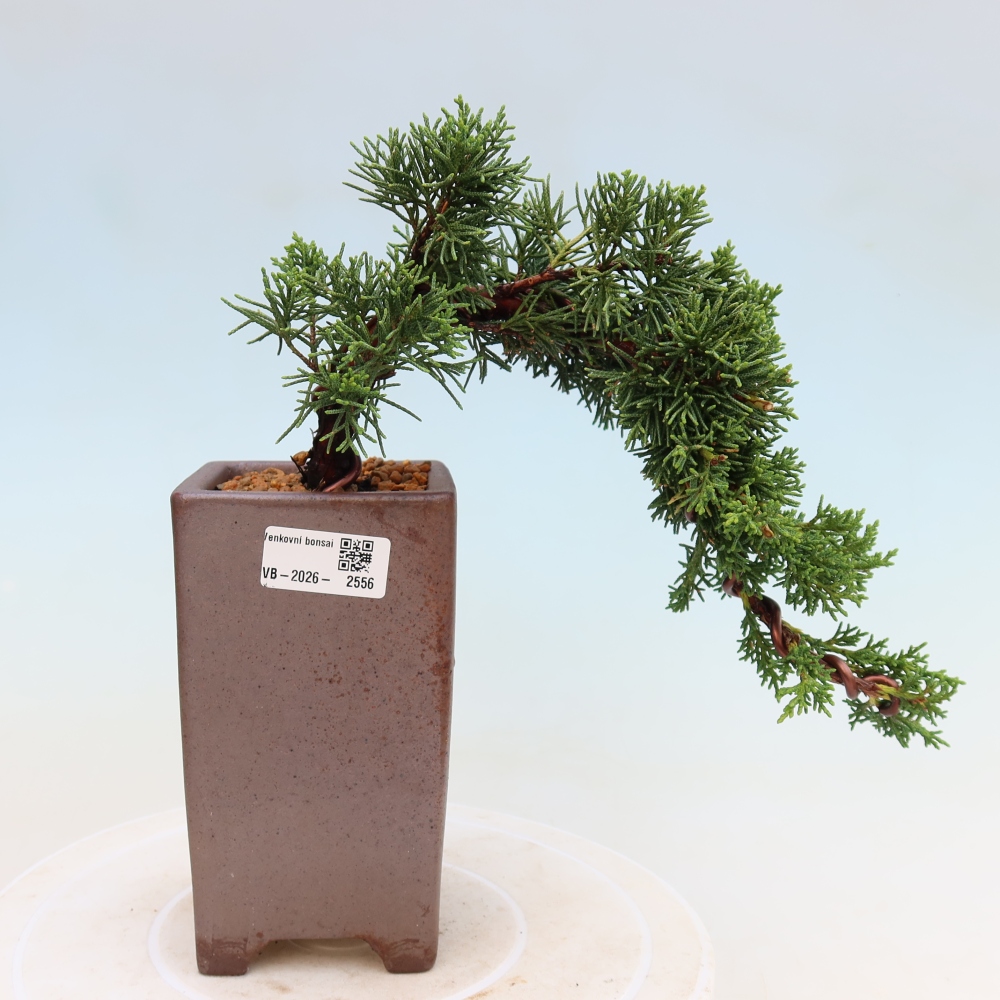 Bonsai für draußen - Juniperus chinensis Kishu