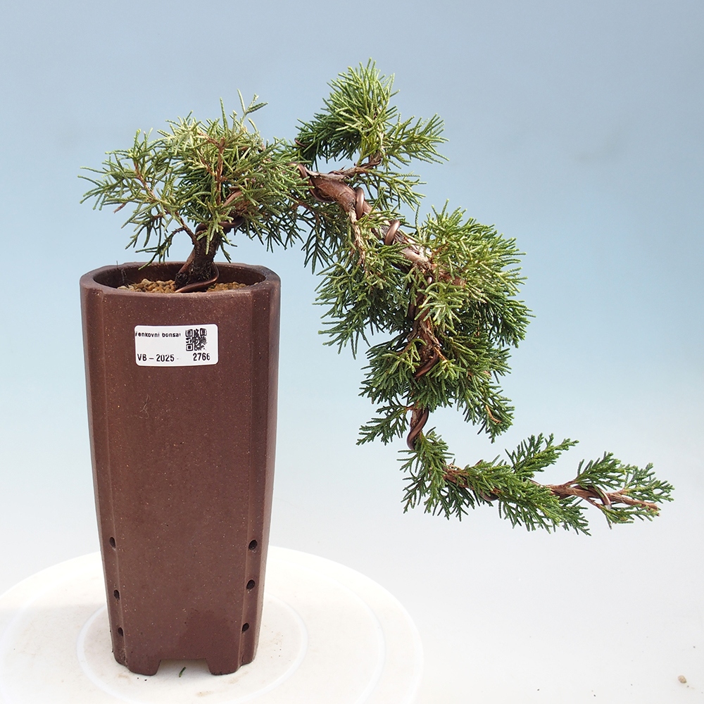 Bonsai für draußen - Juniperus chinensis Kishu