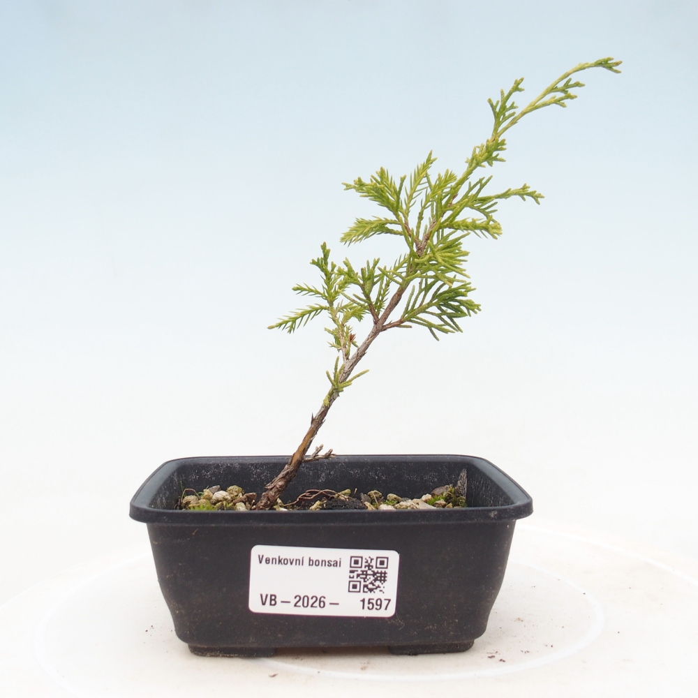 Bonsai für draußen - Juniperus chinensis Itoigawa