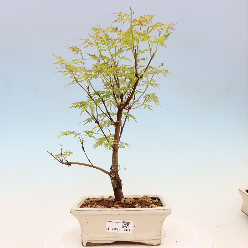 Bonsai für draußen - Acer palmatum Dissectum
