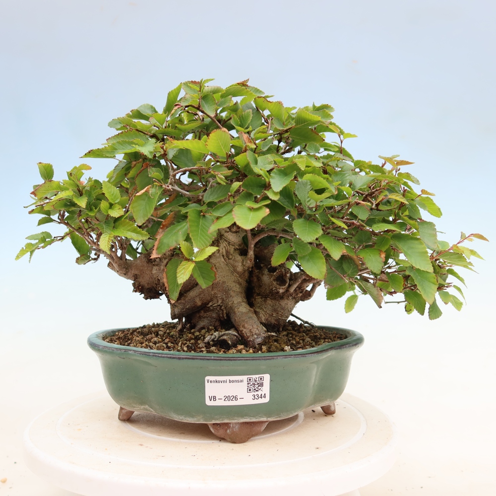 Bonsai für draußen - Karpinus Coreana - Koreanische Hainbuche