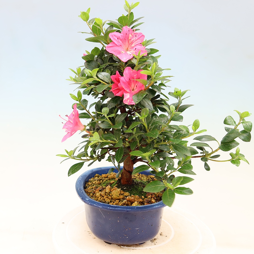 Bonsai für draußen - Japanische Azalee - Azalea Kobai