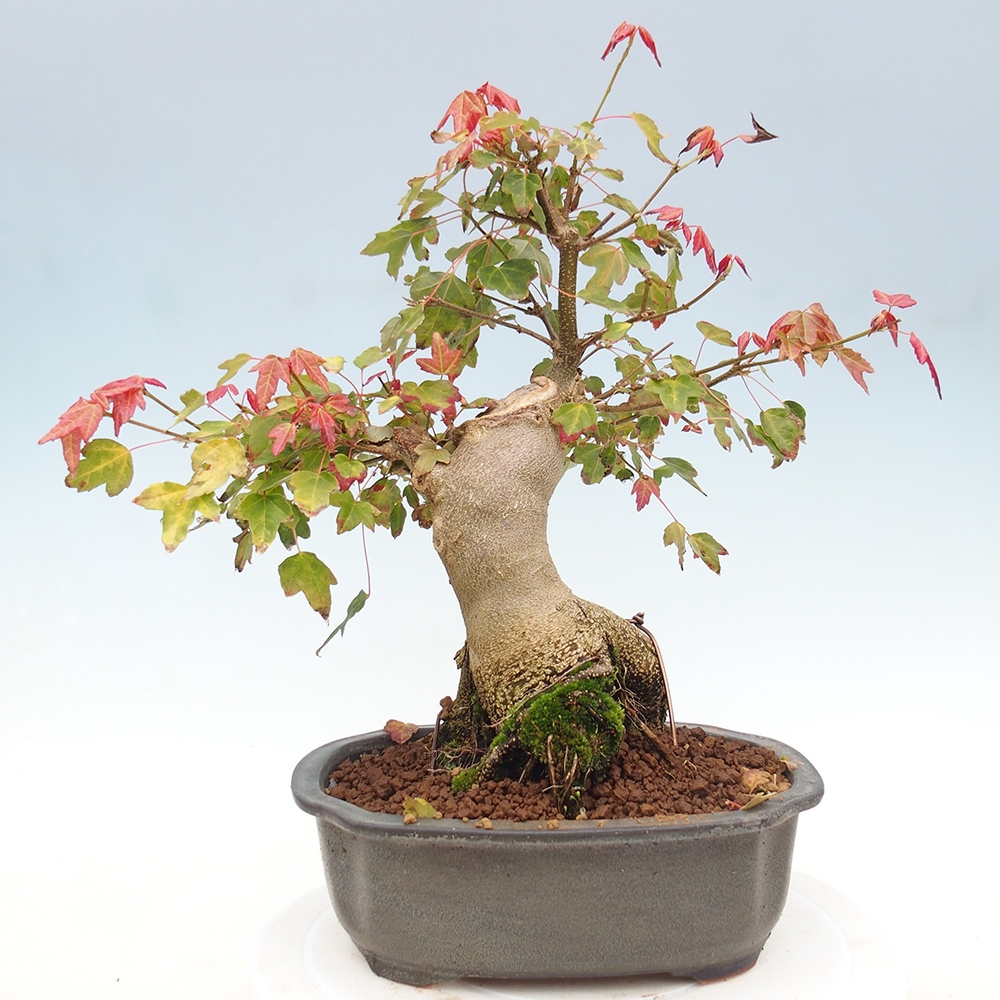 Bonsai für draußen - Acer Buergerianum - Bergahorn