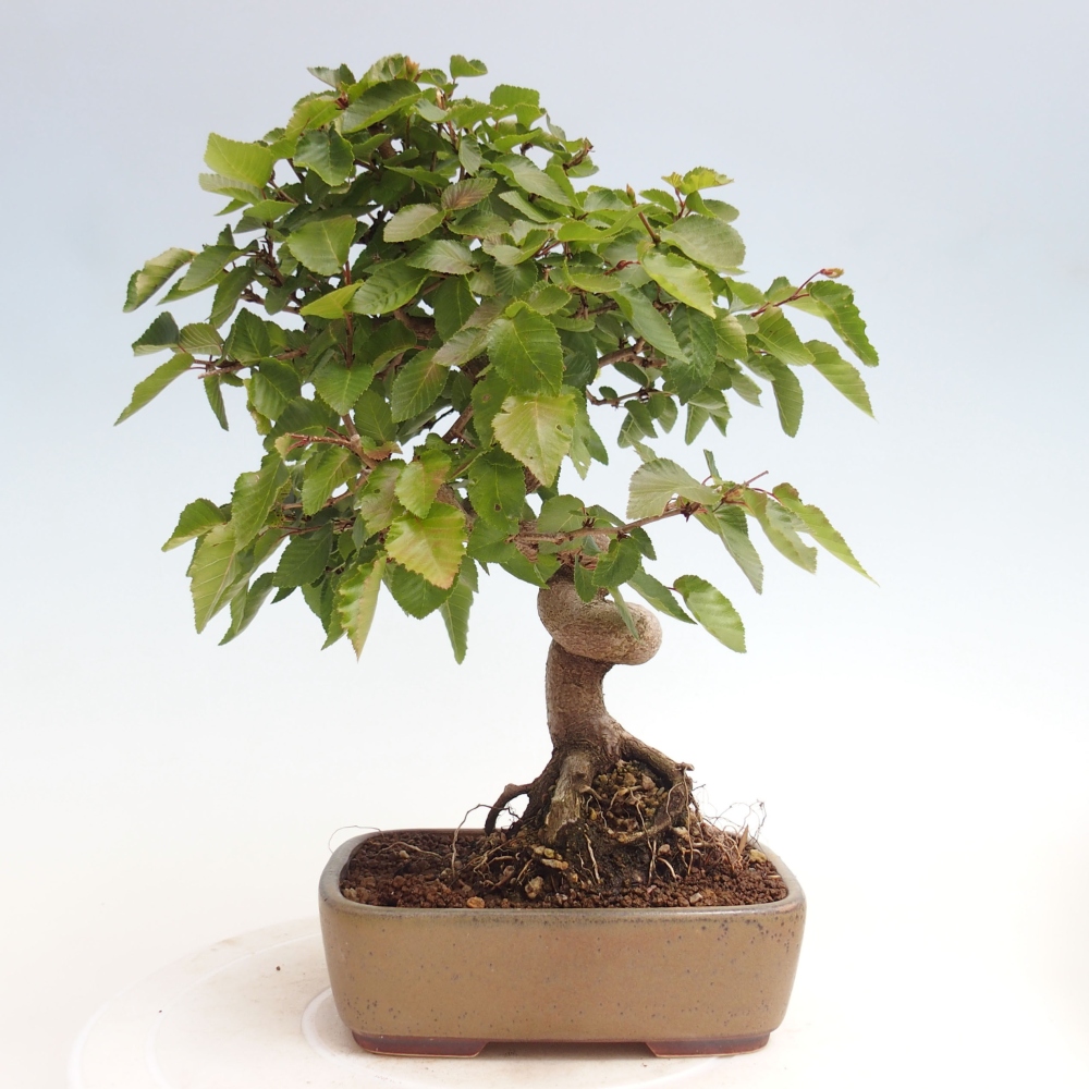 Bonsai für draußen -Carpinus CARPINOIDES - Koreanische Hainbuche