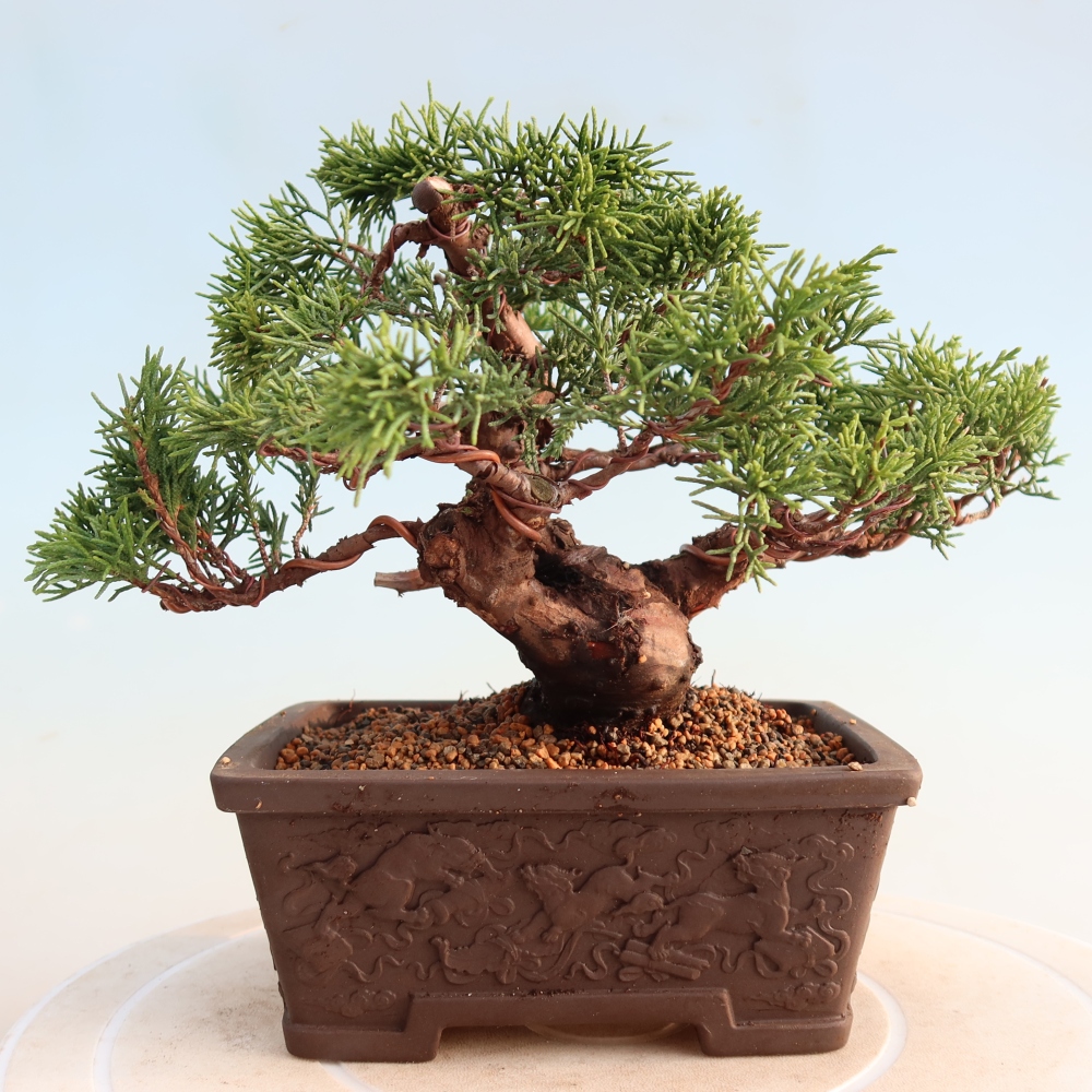 Bonsai für draußen - Juniperus chinensis Itoigawa