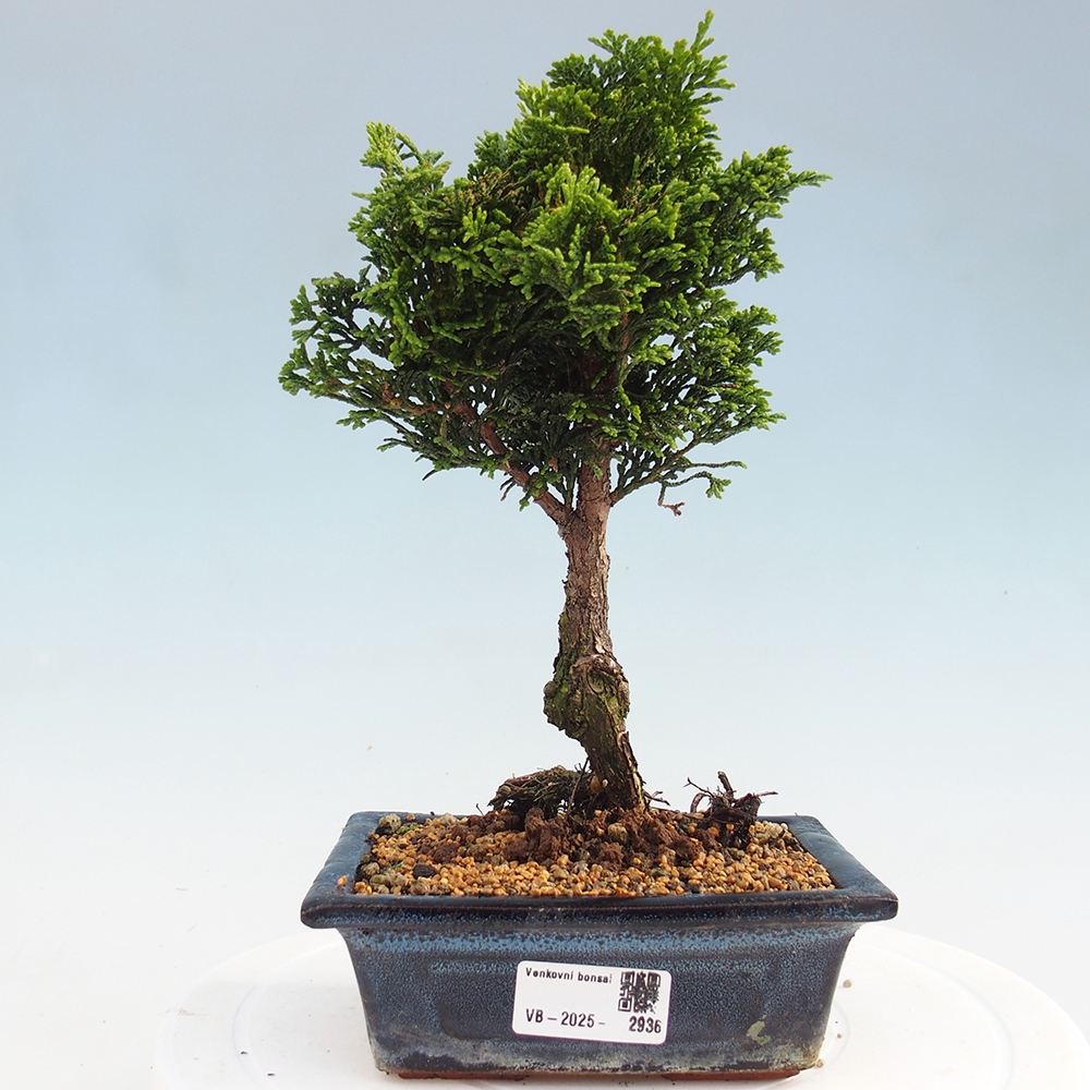 Bonsai für draußen - Cham.pis obtusa Nana Gracilis - Zypresse