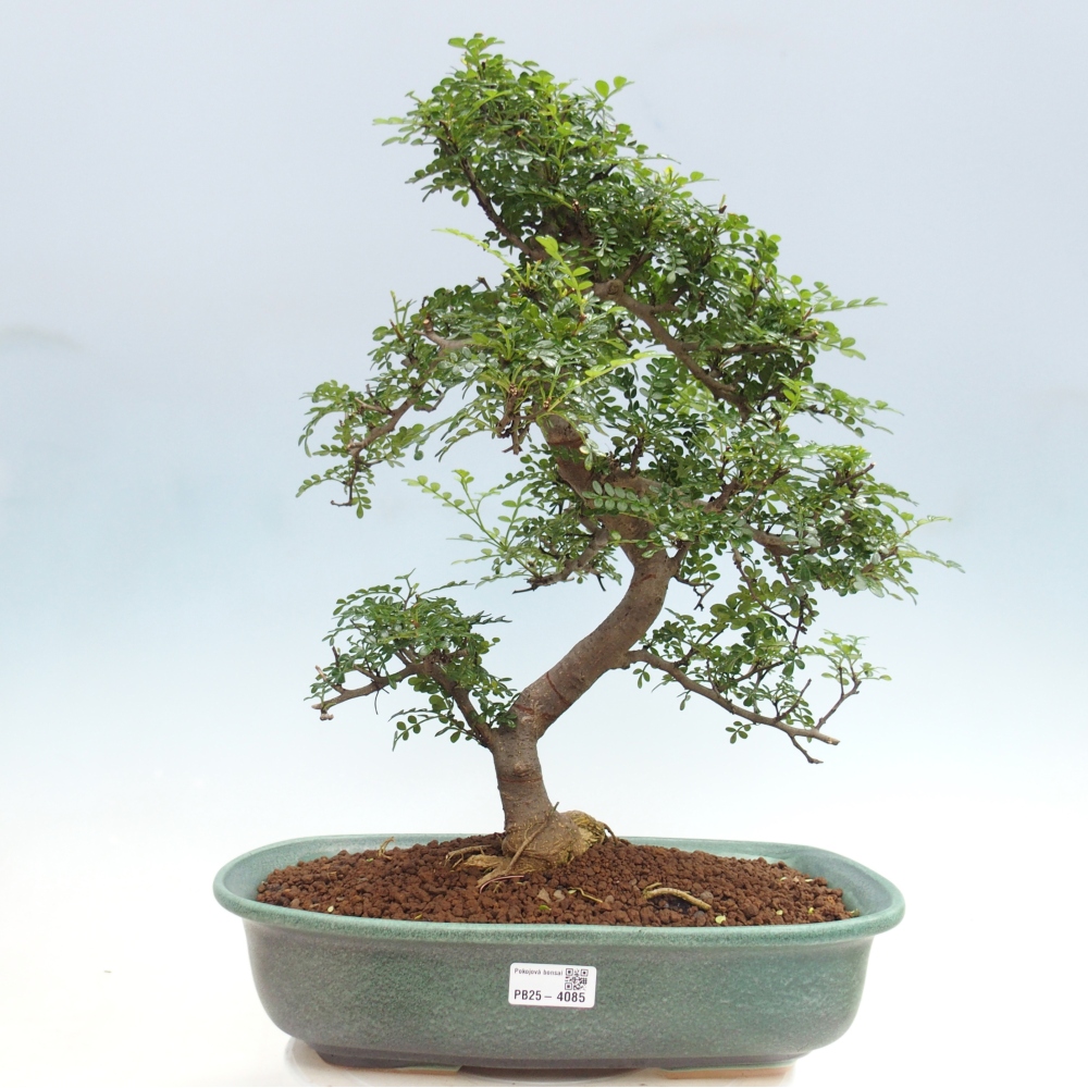 Zimmer Bonsai - Zantoxylum piperitum - Pfefferbaum