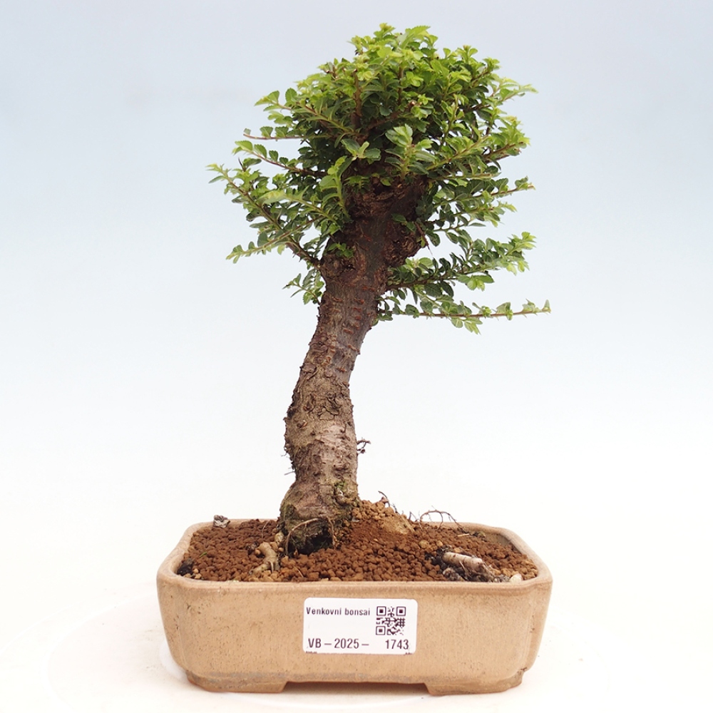 Bonsai für draußen - Ulmus parvifolia Hokkaido - Chinesische Ulme