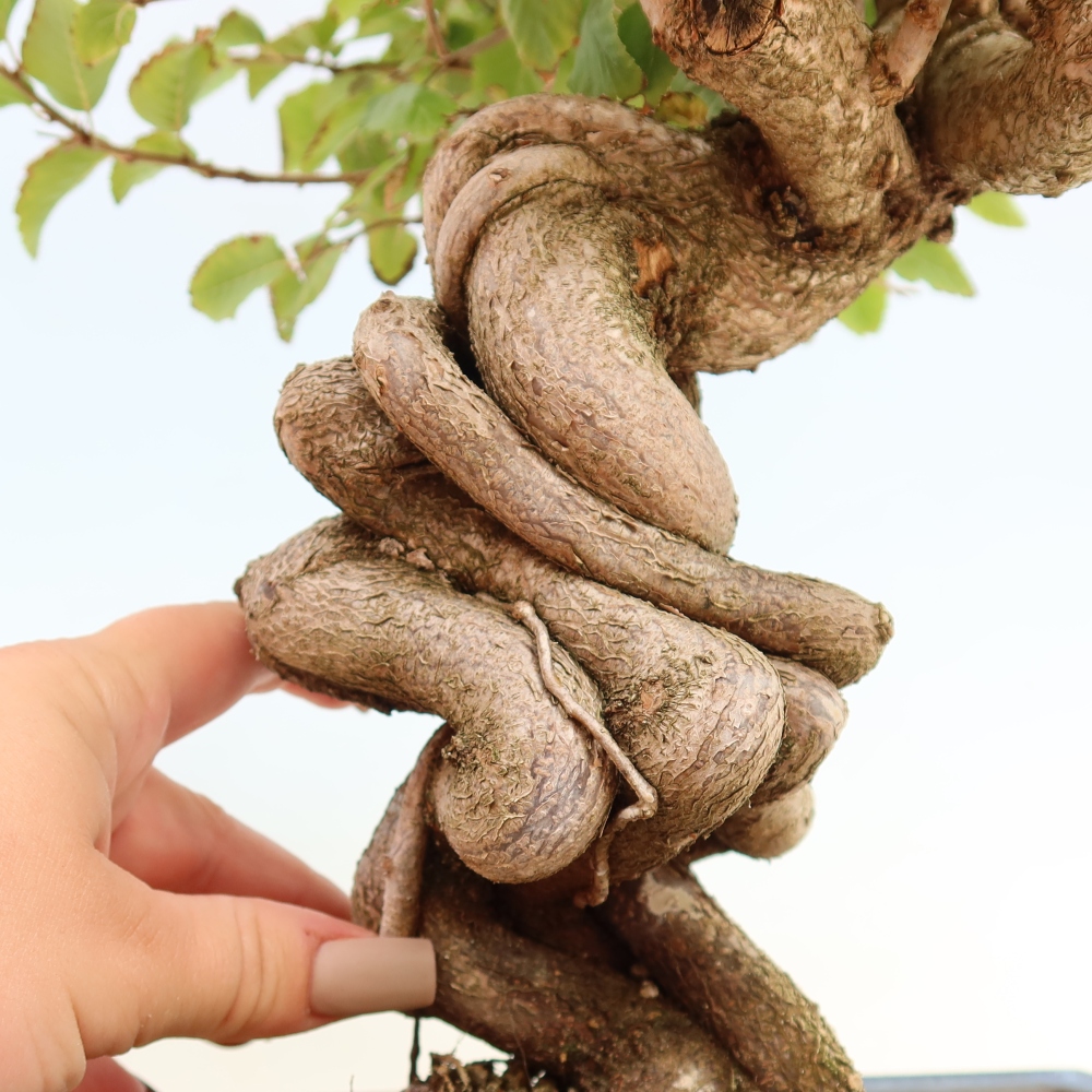 Bonsai für draußen -Carpinus CARPINOIDES - Koreanische Hainbuche