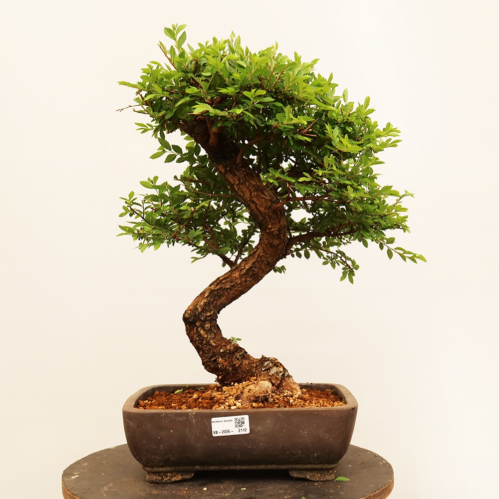 Bonsai für draußen - Zelkova - Zelkova NIRE