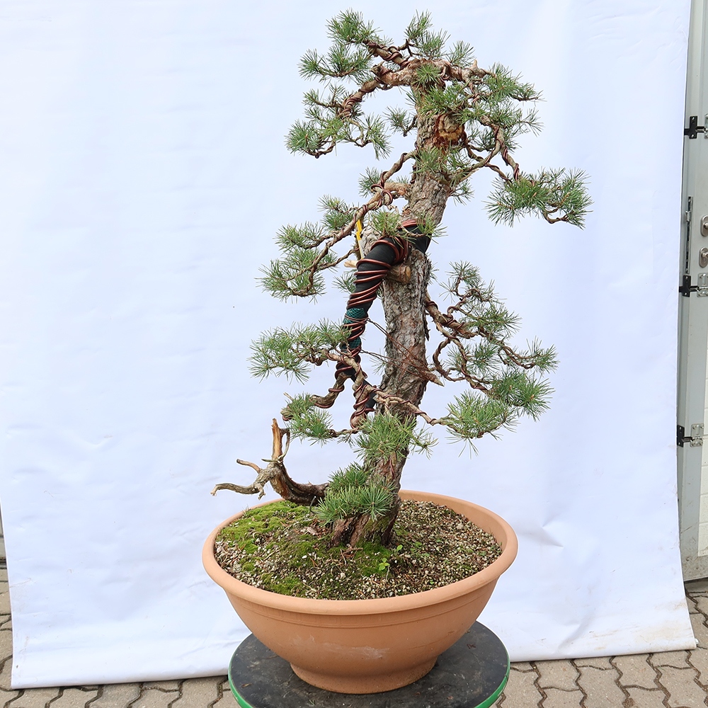Pinus sylvestris Spanien – Waldkiefer