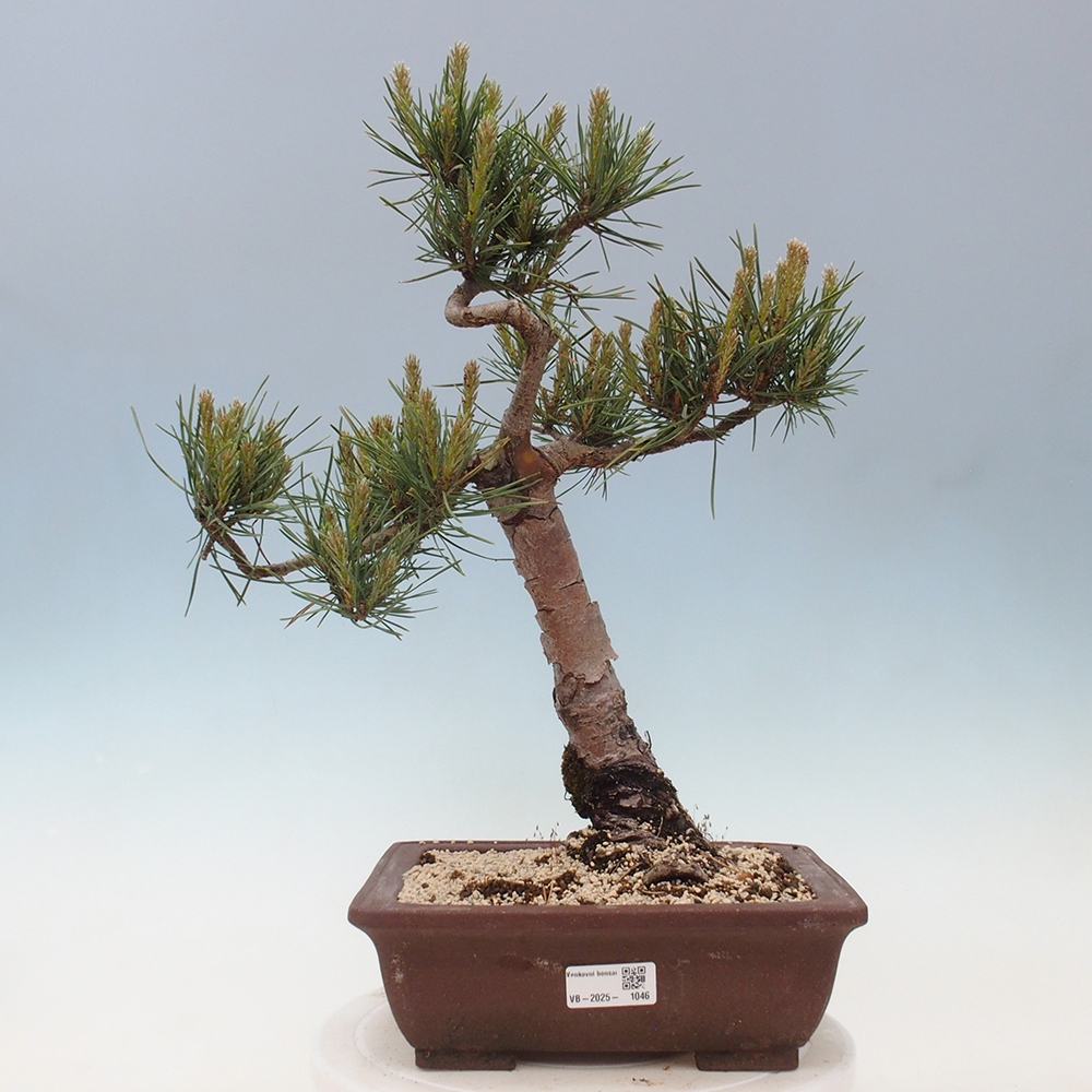 Bonsai für draußen - Pinus Sylvestris Watererri - Waldkiefer