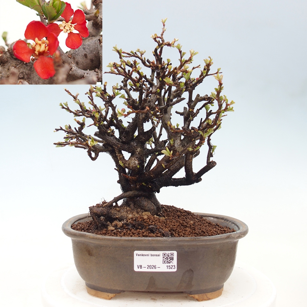 Bonsai für draußen - Chaneomeles speciosa - Quitte