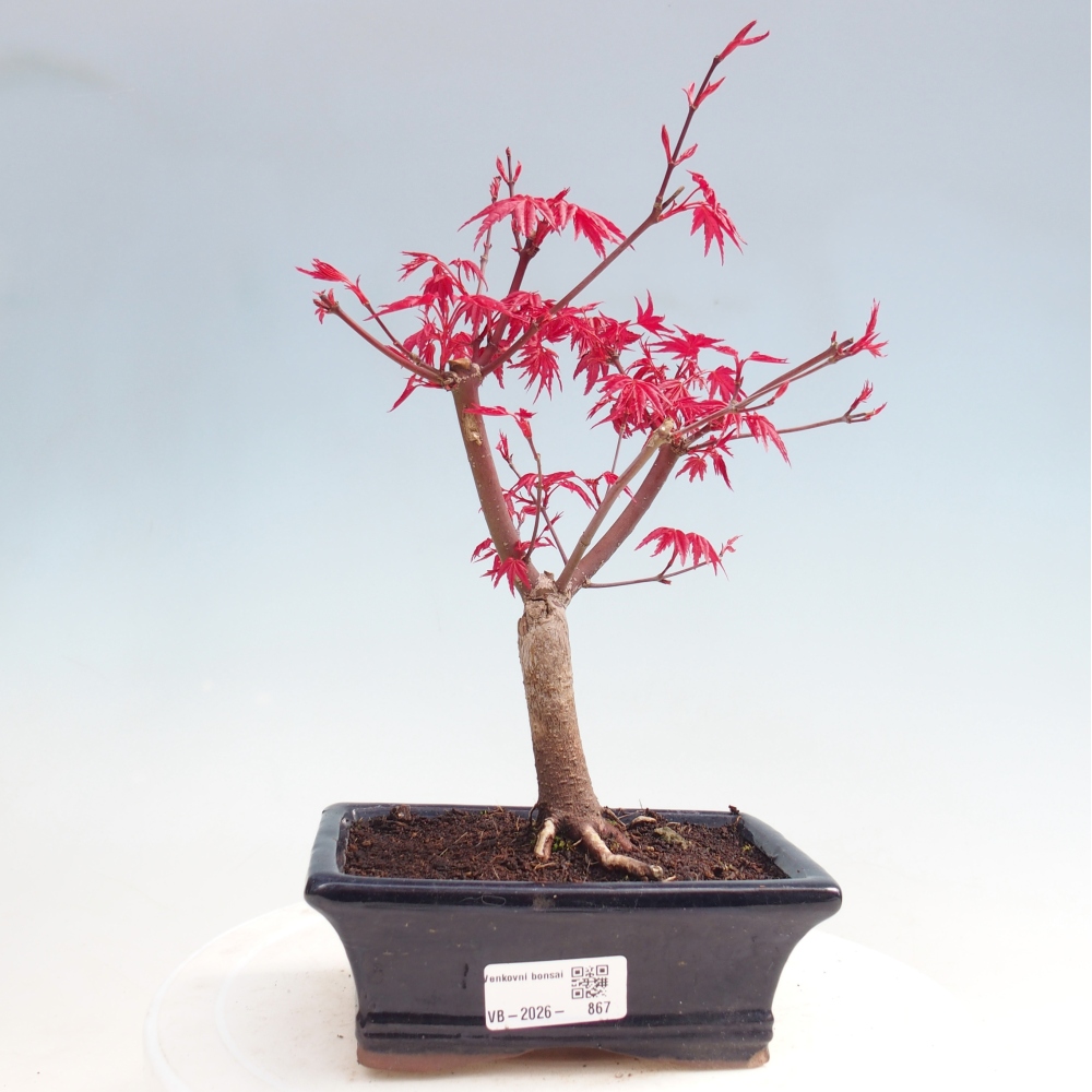 Bonsai für draußen - Acer palmatum DESHOJO