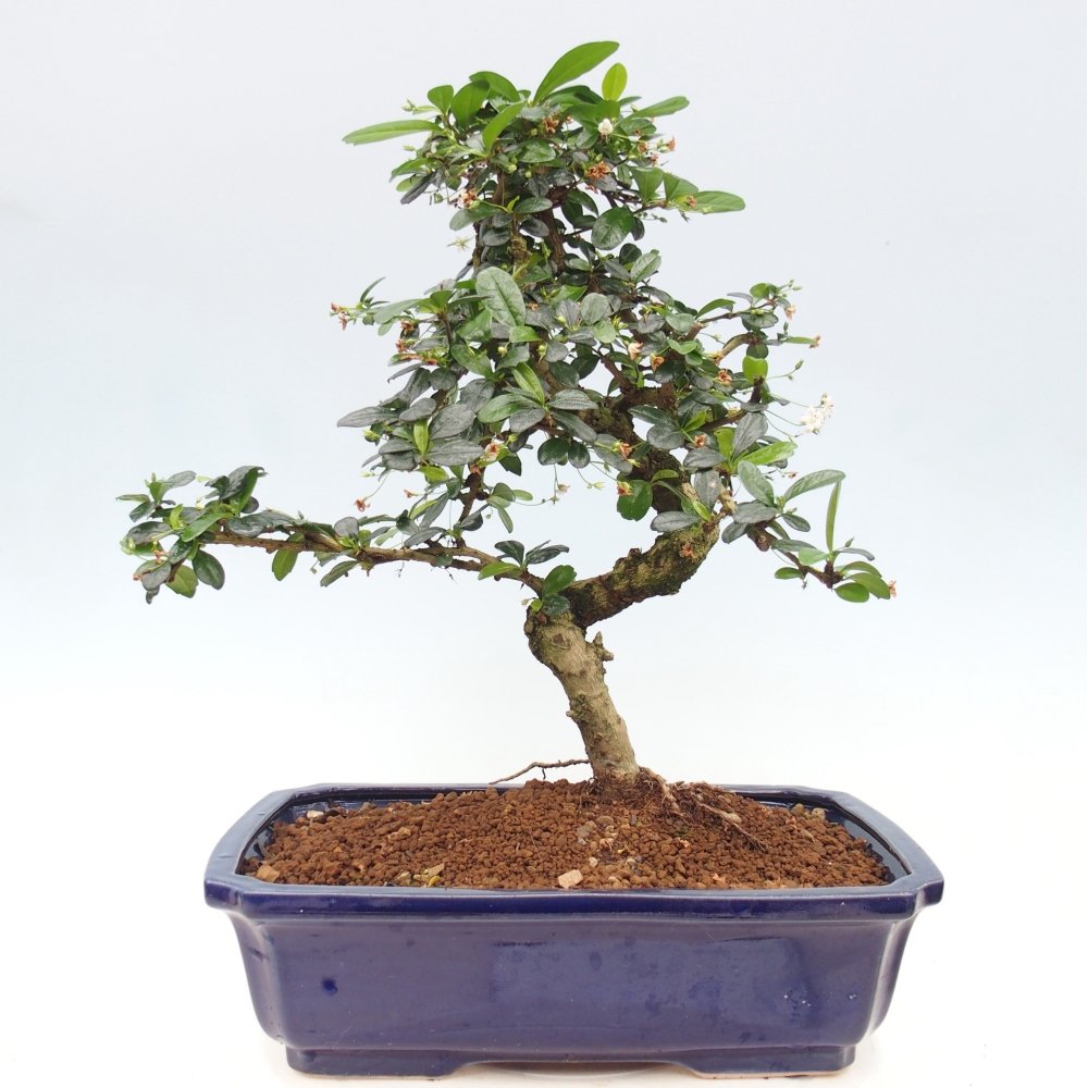 Zimmer-Bonsai - Carmona macrophylla - Tee-Fuki