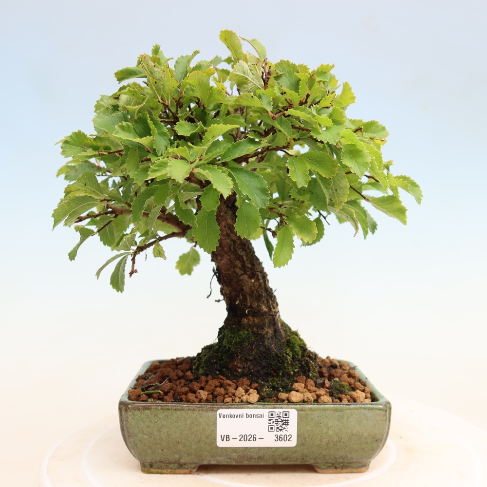 Bonsai für draußen - Zelkova - Zelkova NIRE