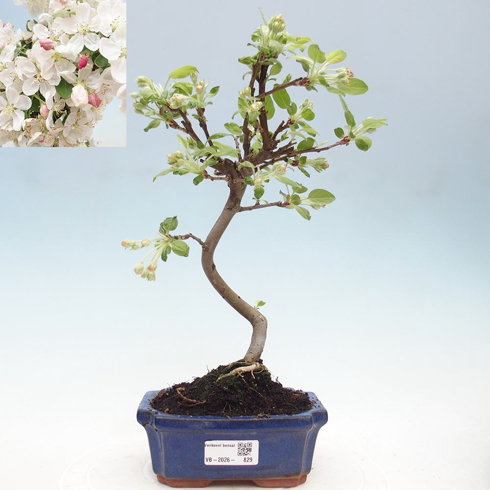 Outdoor-Bonsai -Malus halliana - Kleinfrüchtiger Apfelbaum