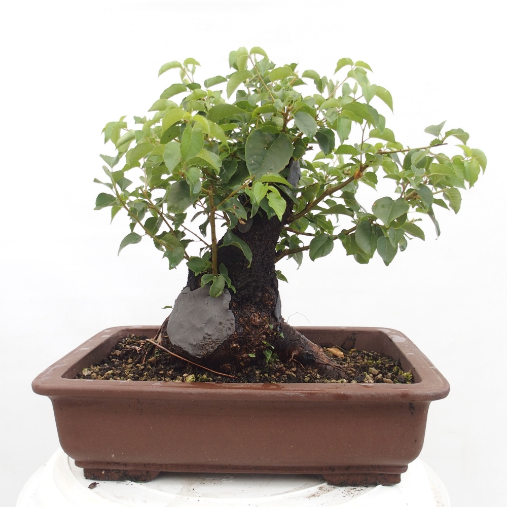 Bonsai für draußen - Mahalebka - Prunus mahaleb
