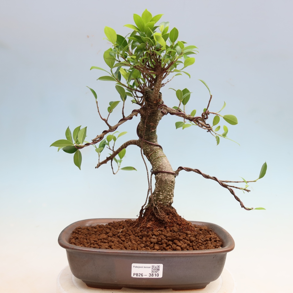 Zimmerbonsai - Ficus kimmen - Kleinblättriger Ficus