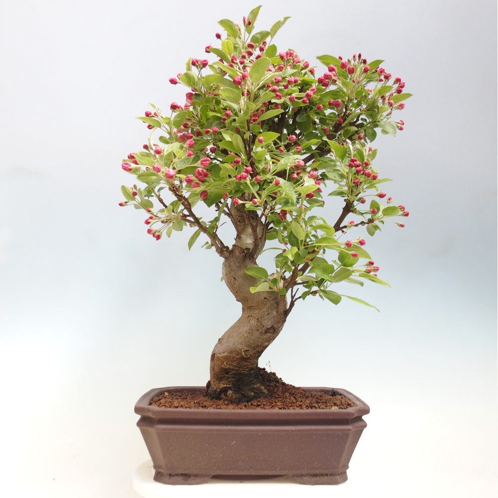 Outdoor-Bonsai -Malus halliana - Kleinfrüchtiger Apfelbaum