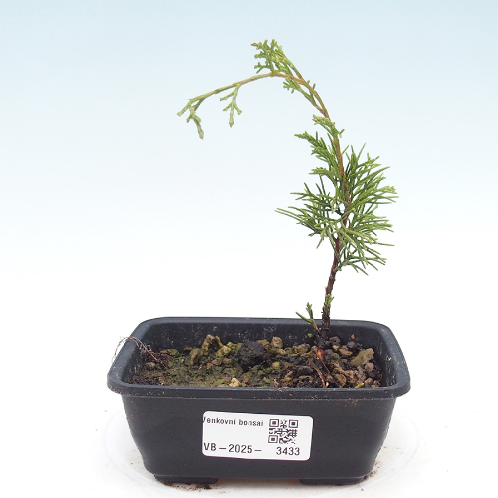 Bonsai für draußen - Juniperus chinensis Itoigawa