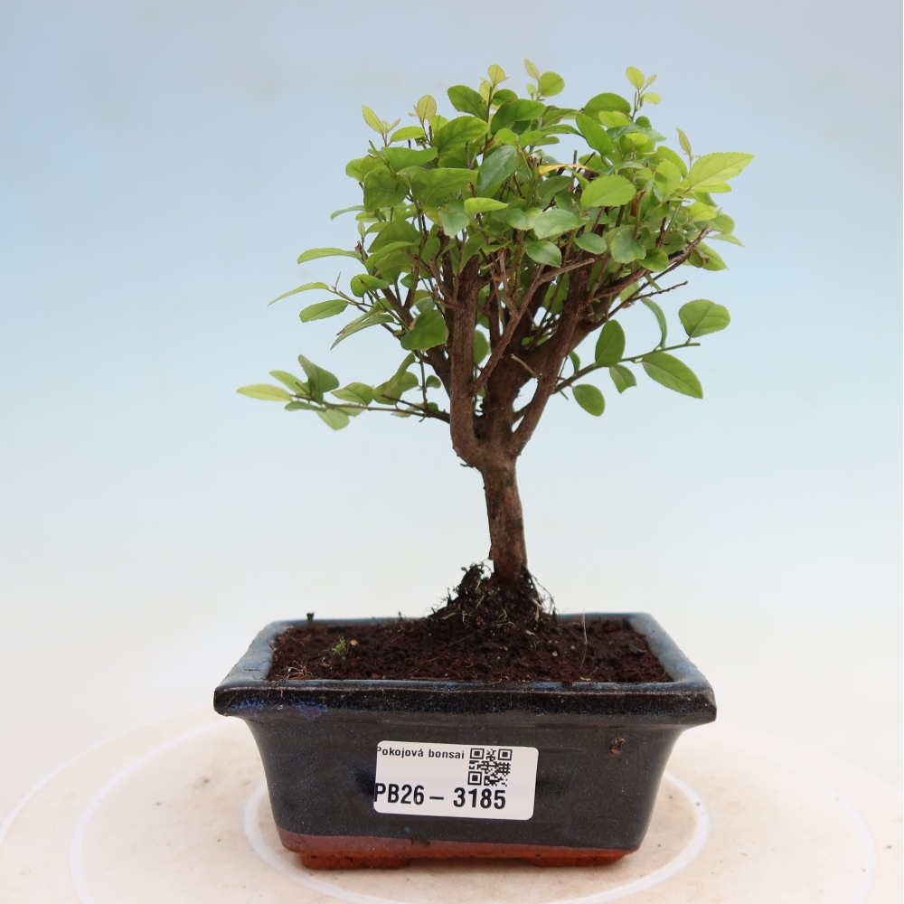 Zimmer Bonsai - Sageretia thea - Sageretia thea
