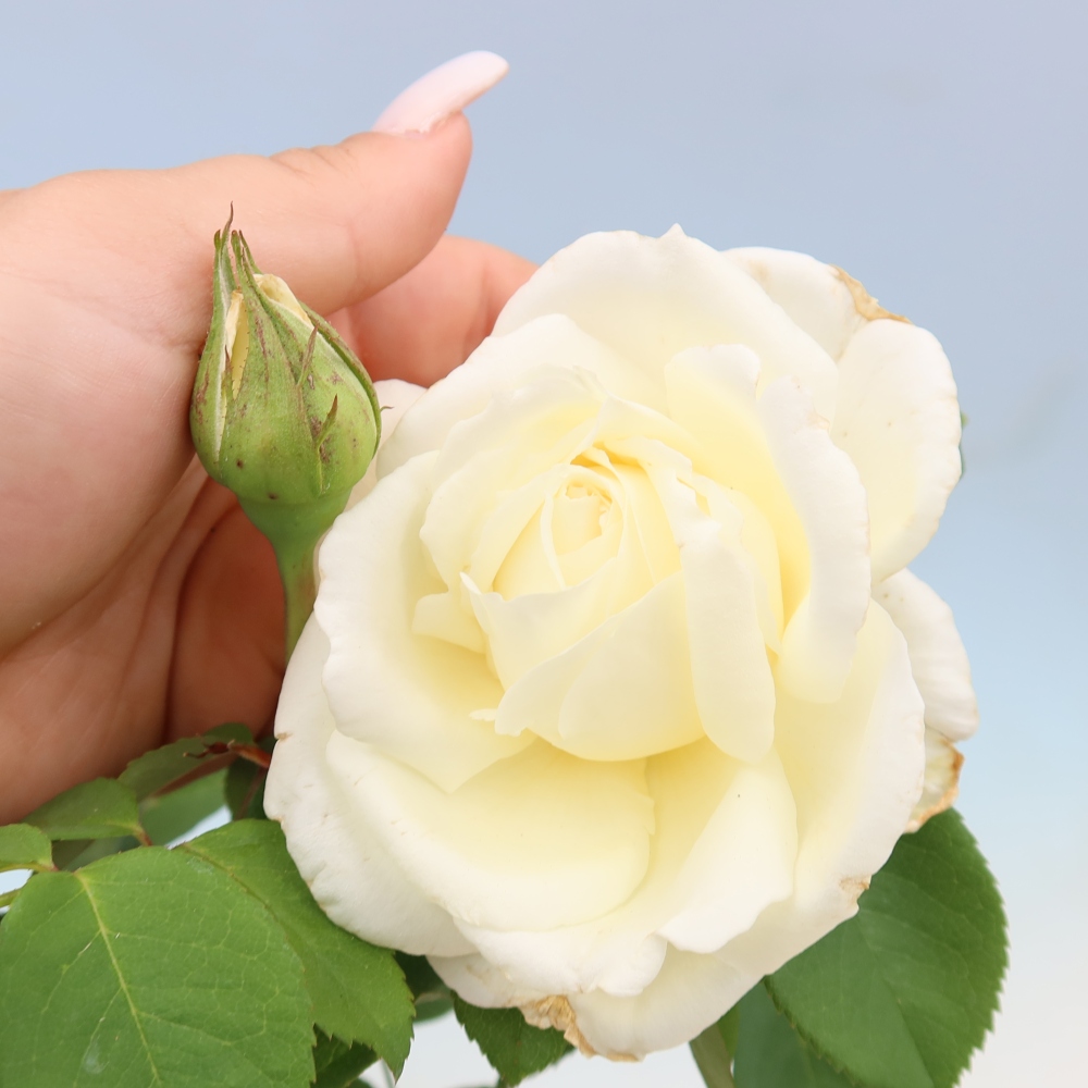 Bonsai für draußen - Rosa Kordes - Rose