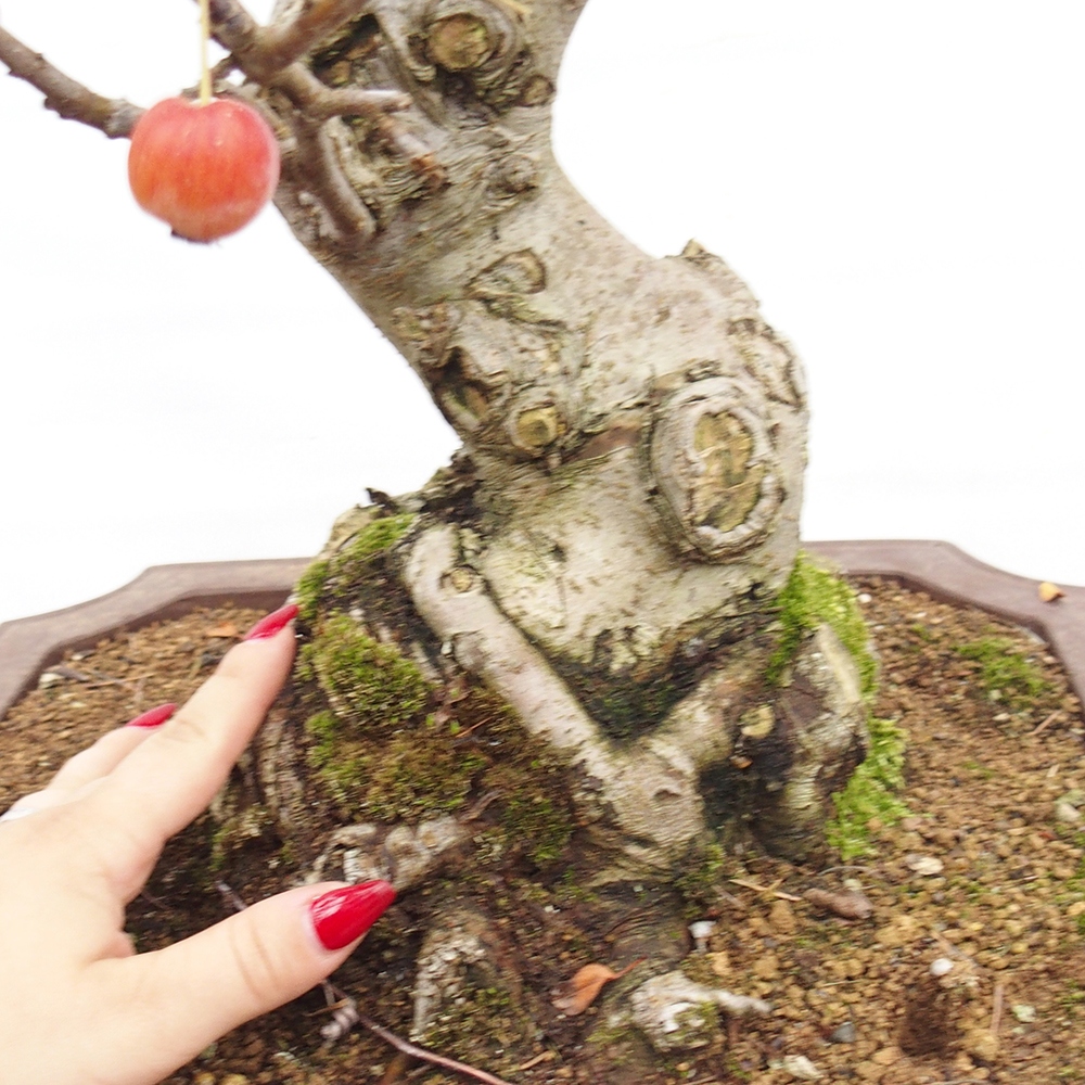 Outdoor-Bonsai -Malus halliana - Kleinfrüchtiger Apfelbaum
