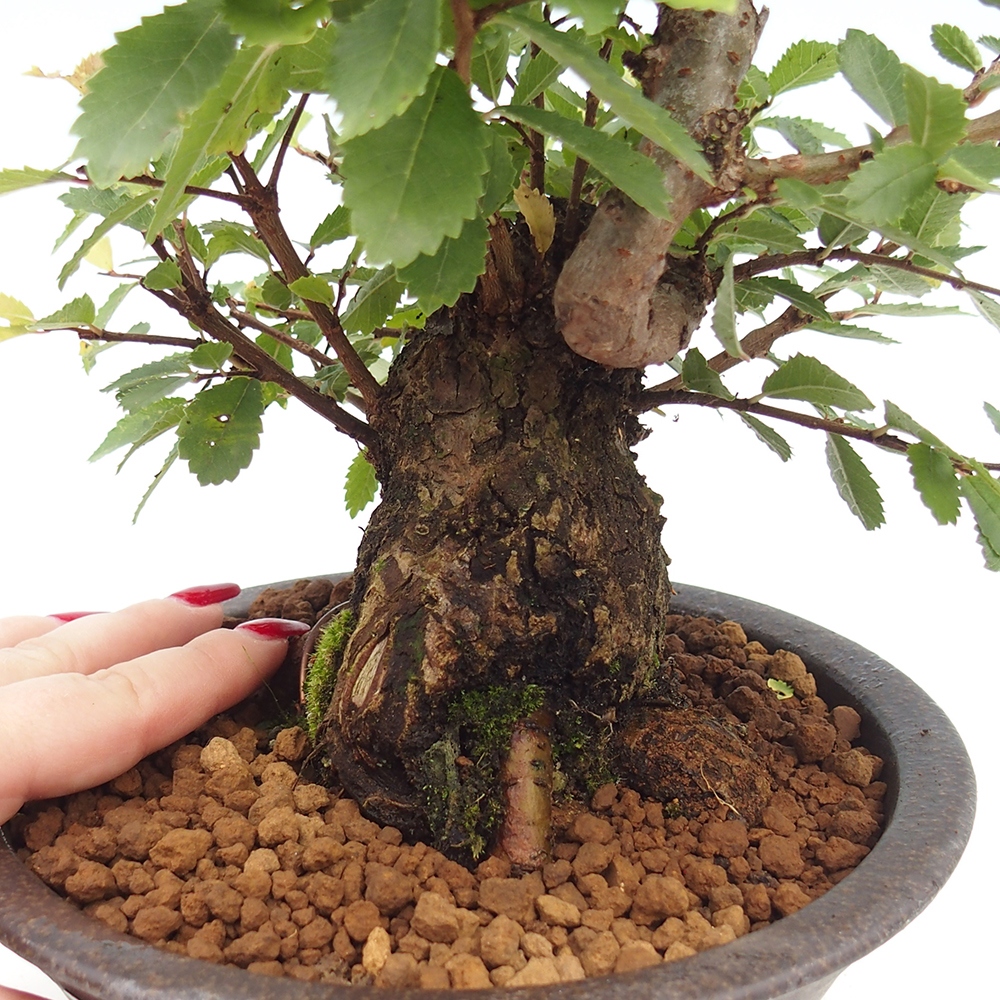 Bonsai für draußen - Zelkova - Zelkova NIRE