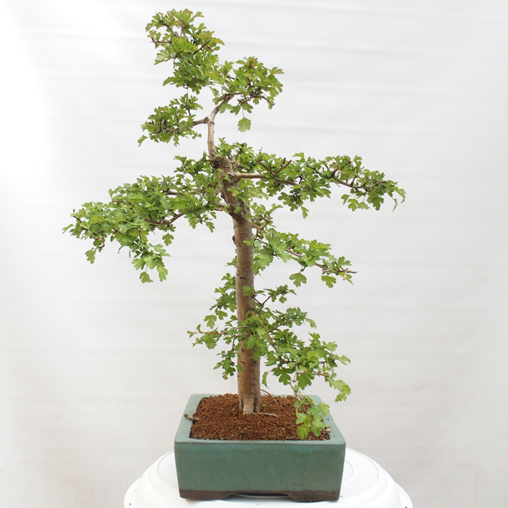 Bonsai für draußen - Weißdorn - Crataegus monogyna