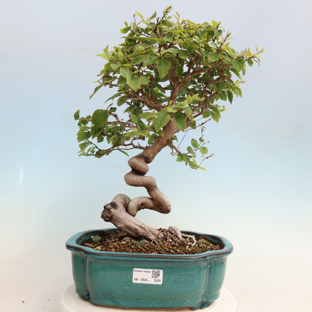 Bonsai für draußen -Carpinus CARPINOIDES - Koreanische Hainbuche