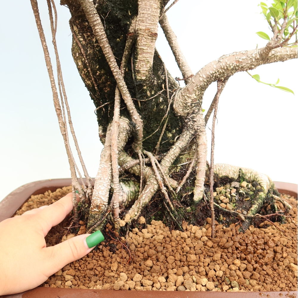 Zimmerbonsai - Ficus kimmen - Kleinblättriger Ficus