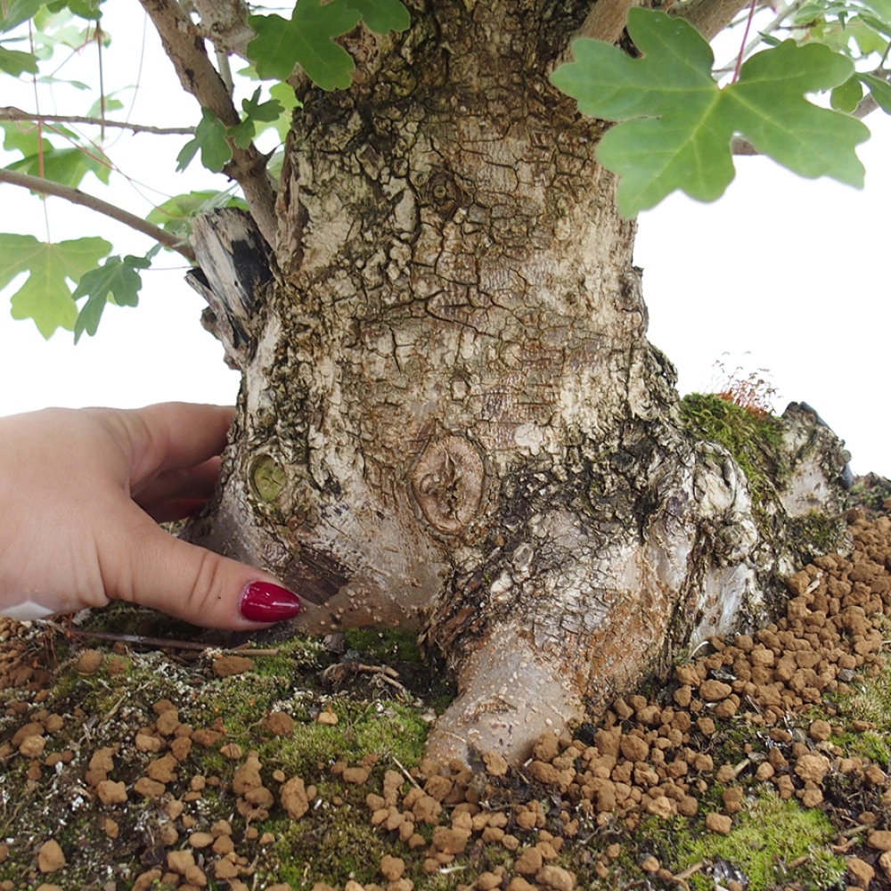 Bonsai für draußen -Javor babyka - Acer campestre