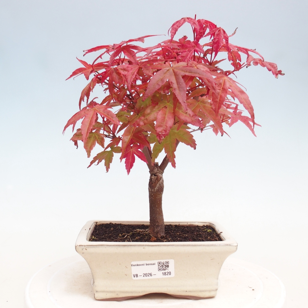 Bonsai für draußen - Acer palmatum DESHOJO