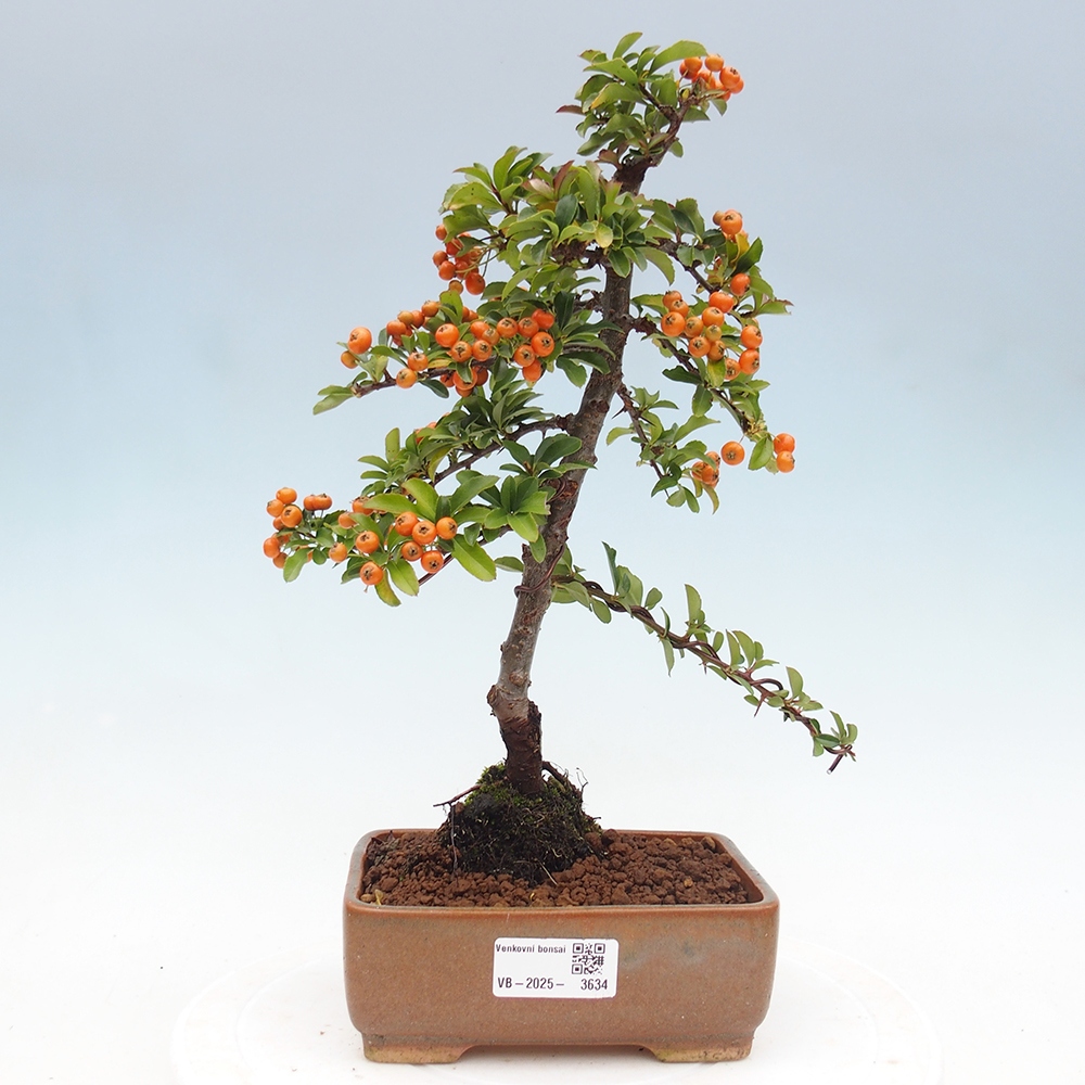 Freiland-Bonsai-Pyracantha Teton -Hlox