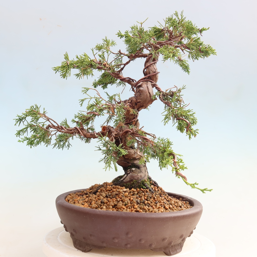 Bonsai für draußen - Juniperus chinensis Itoigawa-Juniperus chinensis
