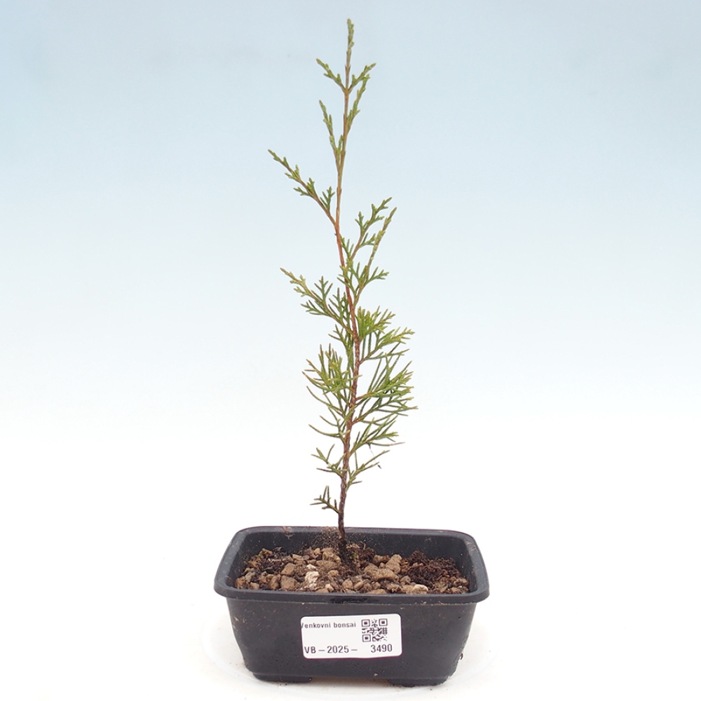 Bonsai für draußen - Juniperus chinensis Itoigawa