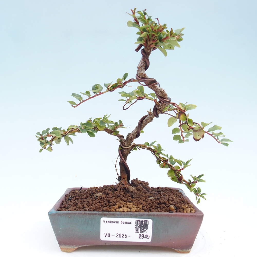 Bonsai für draußen - Cotoneaster horizontalis - Rocky Mountain