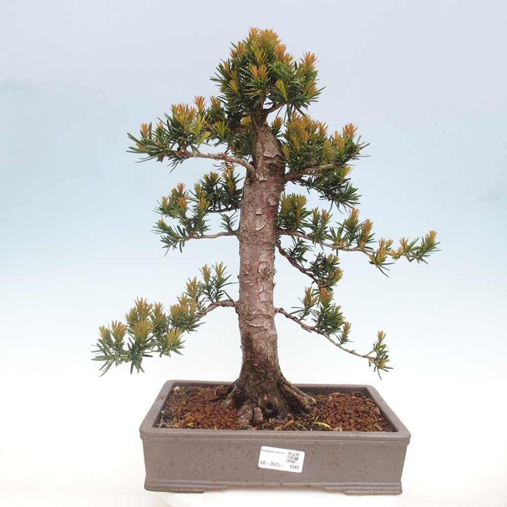 Bonsai für draußen - Taxus cuspidata - Japanische Eibe
