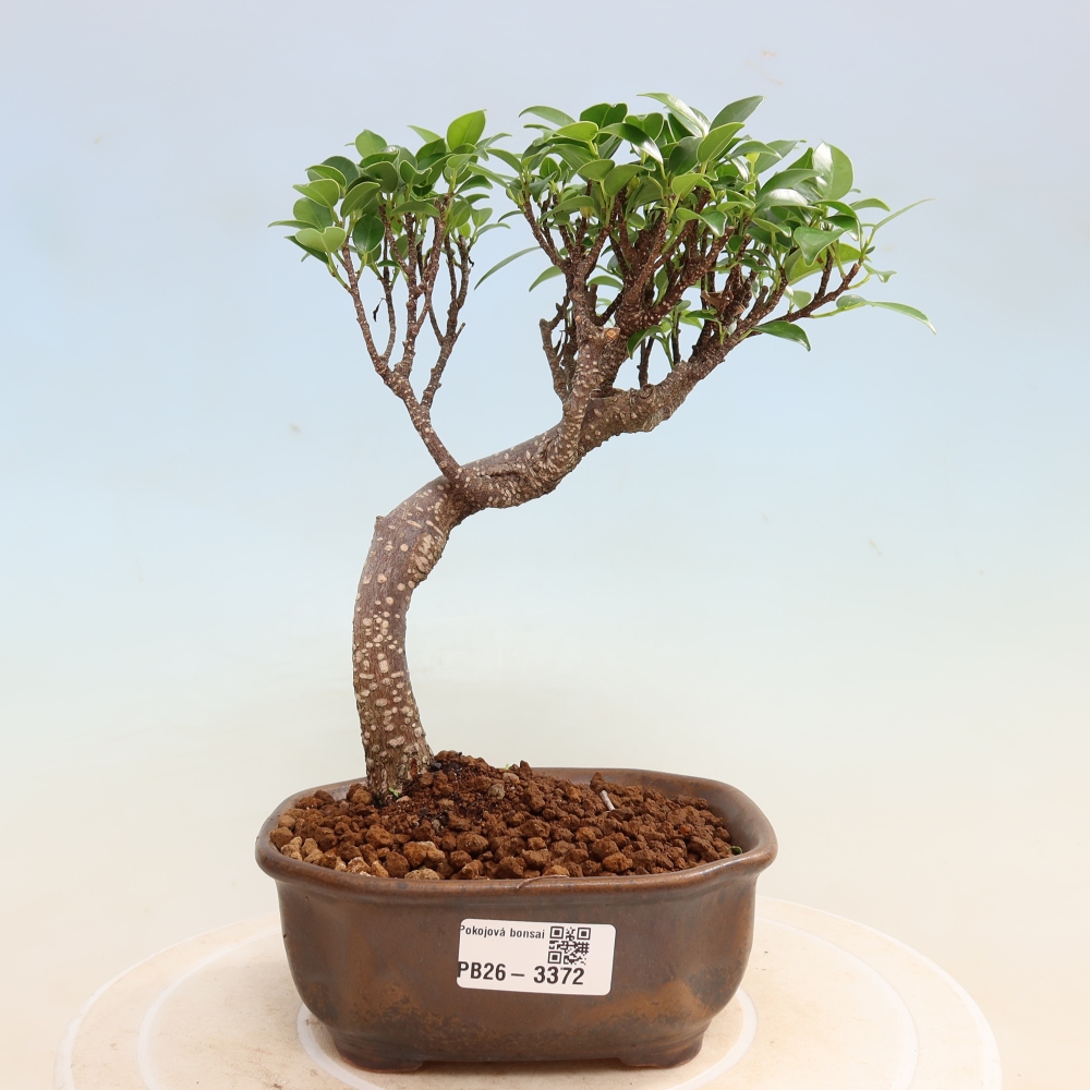 Zimmerbonsai - Ficus kimmen - Kleinblättriger Ficus