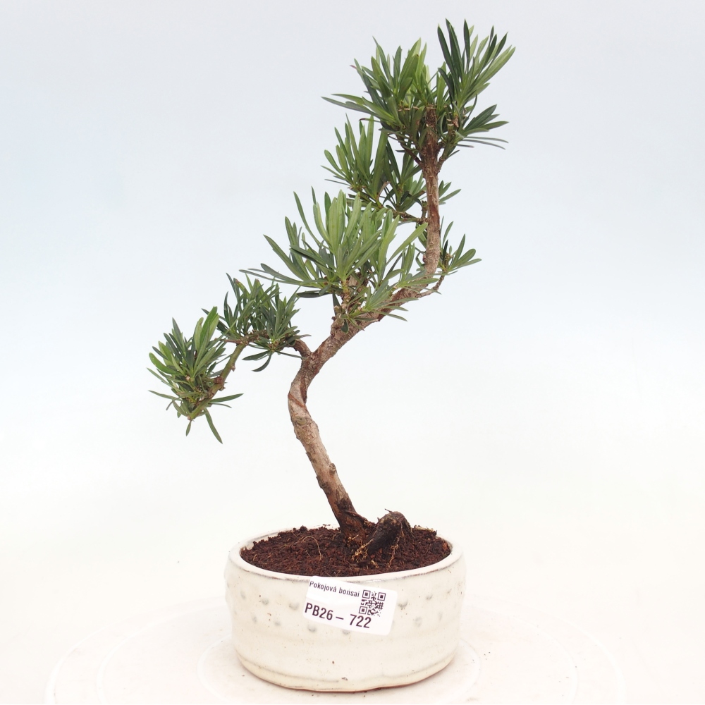 Zimmerbonsai - Podocarpus - Stein-Eibe