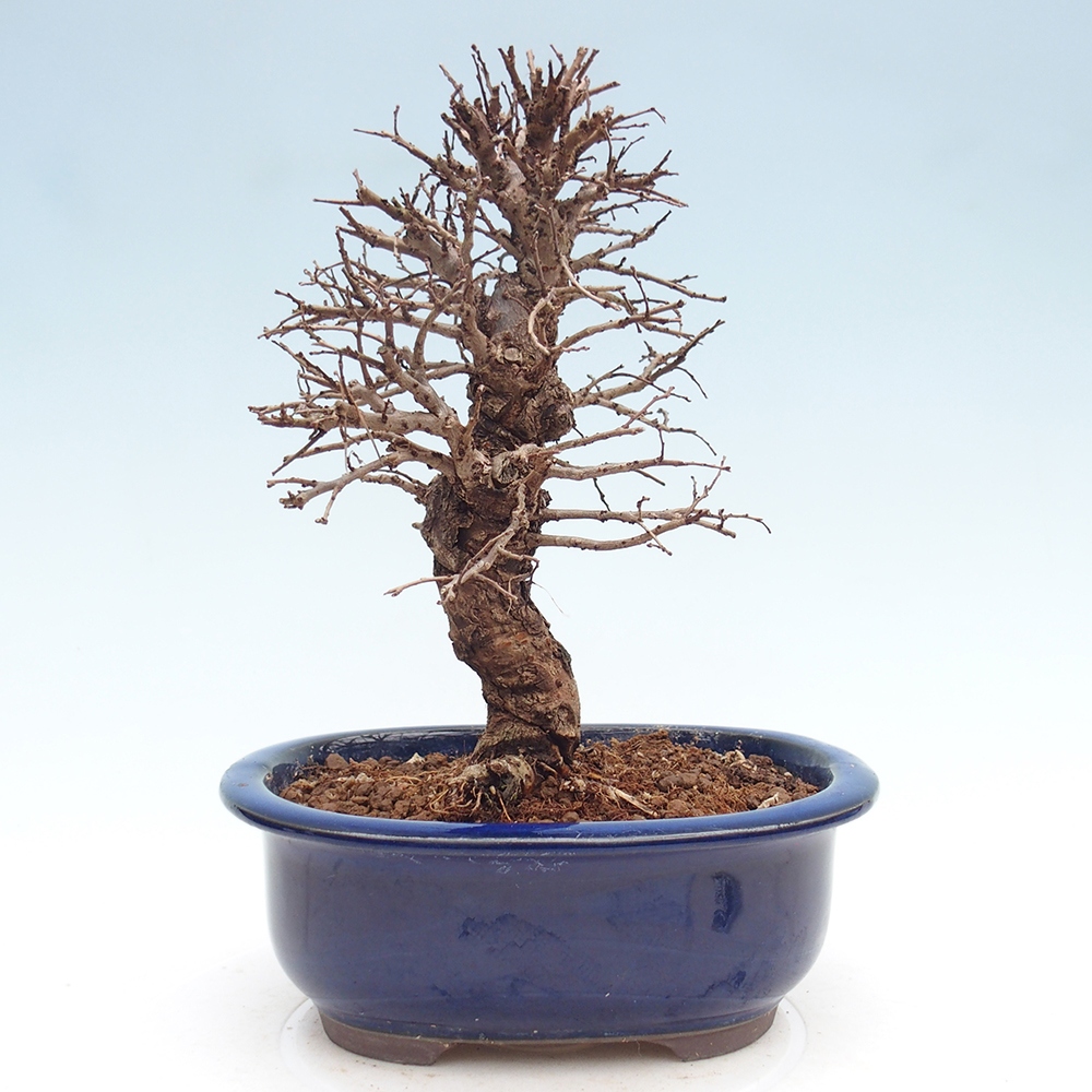 Bonsai für draußen - Zelkova - Zelkova NIRE